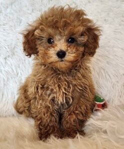 Adorable Female Poodle Puppy Annie Ready for Adoption