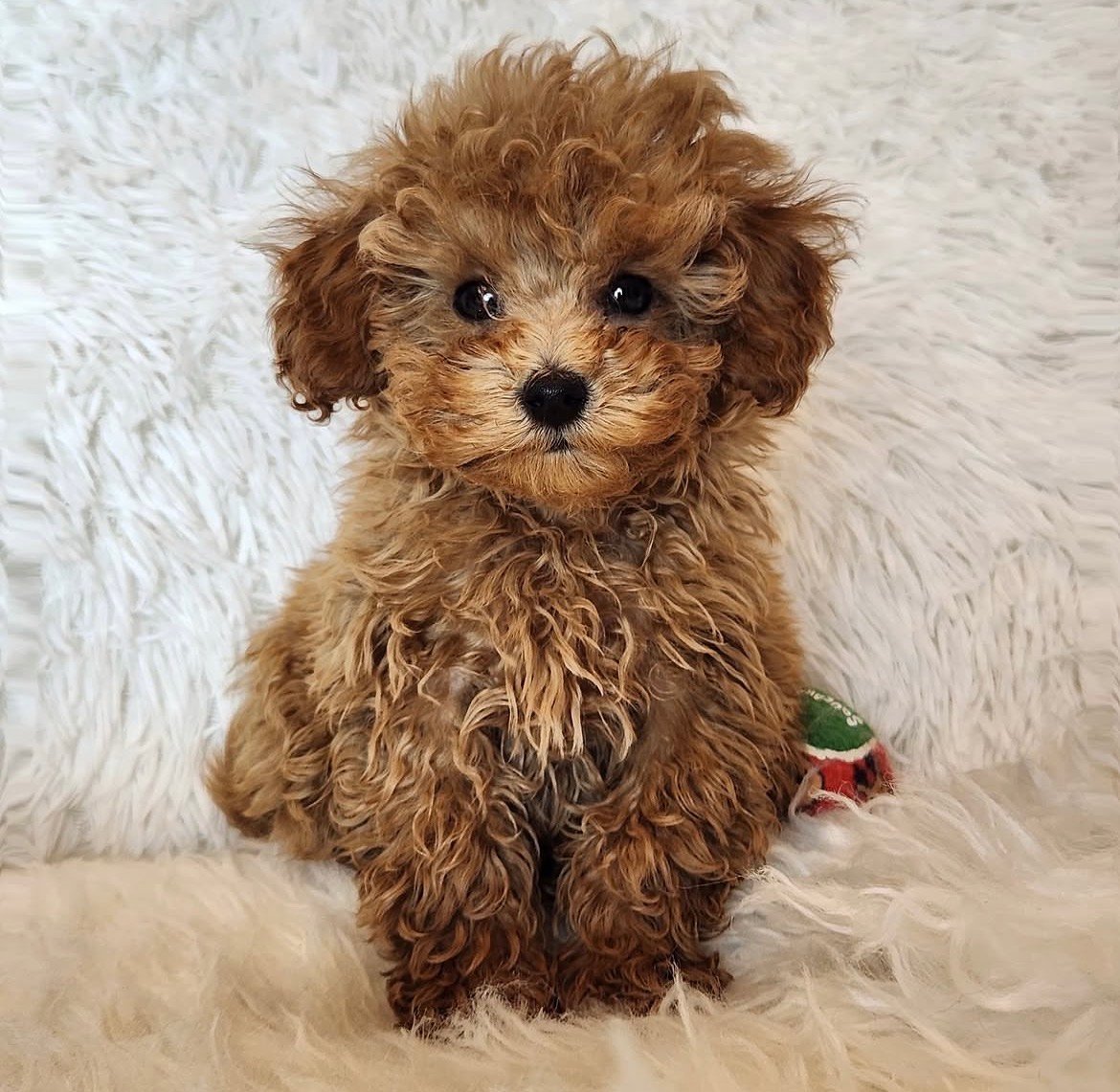 Adorable Female Poodle Puppy Annie Ready for Adoption