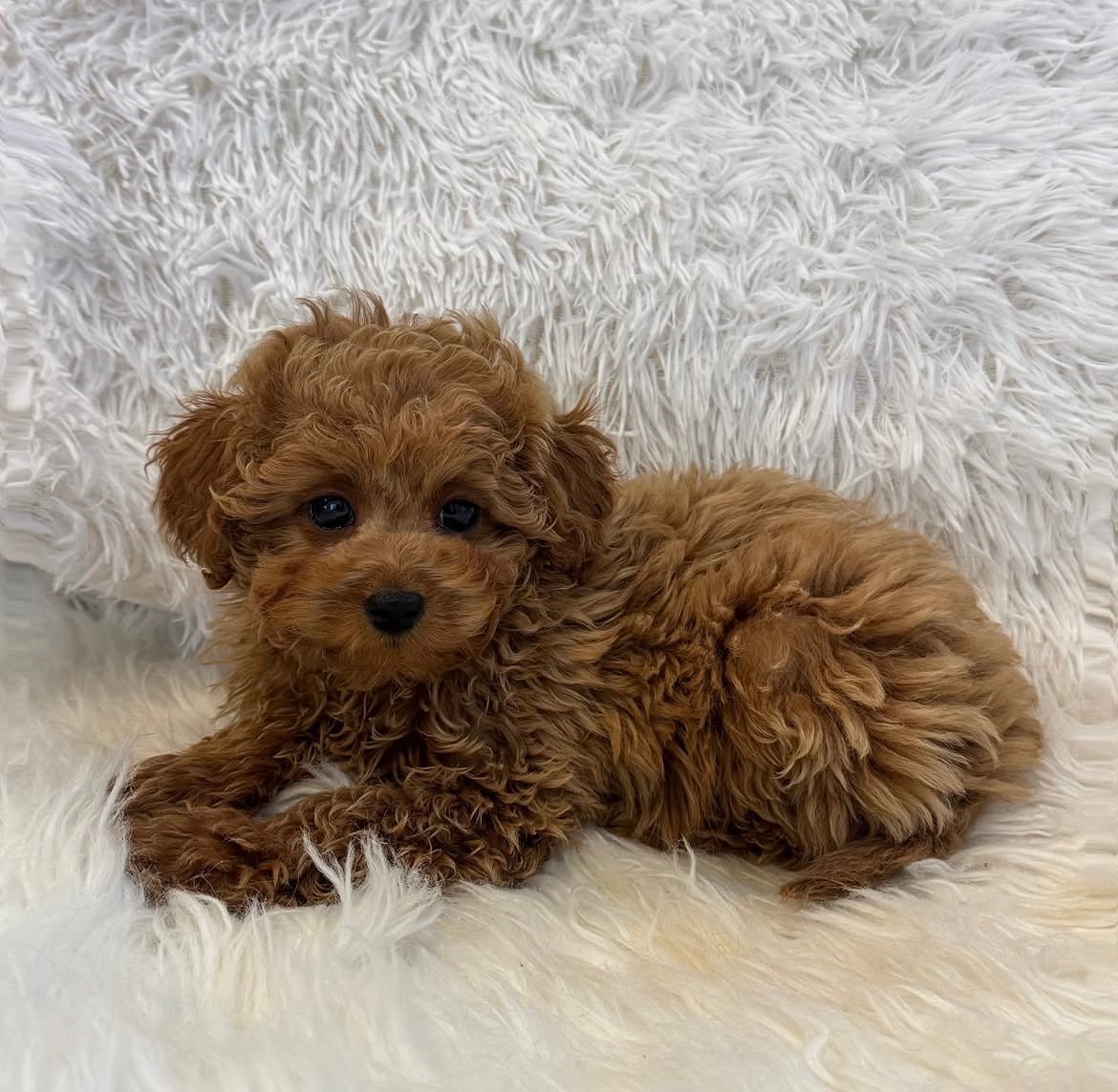 Adorable Female Poodle Puppy Annie Ready for Adoption - Image 3