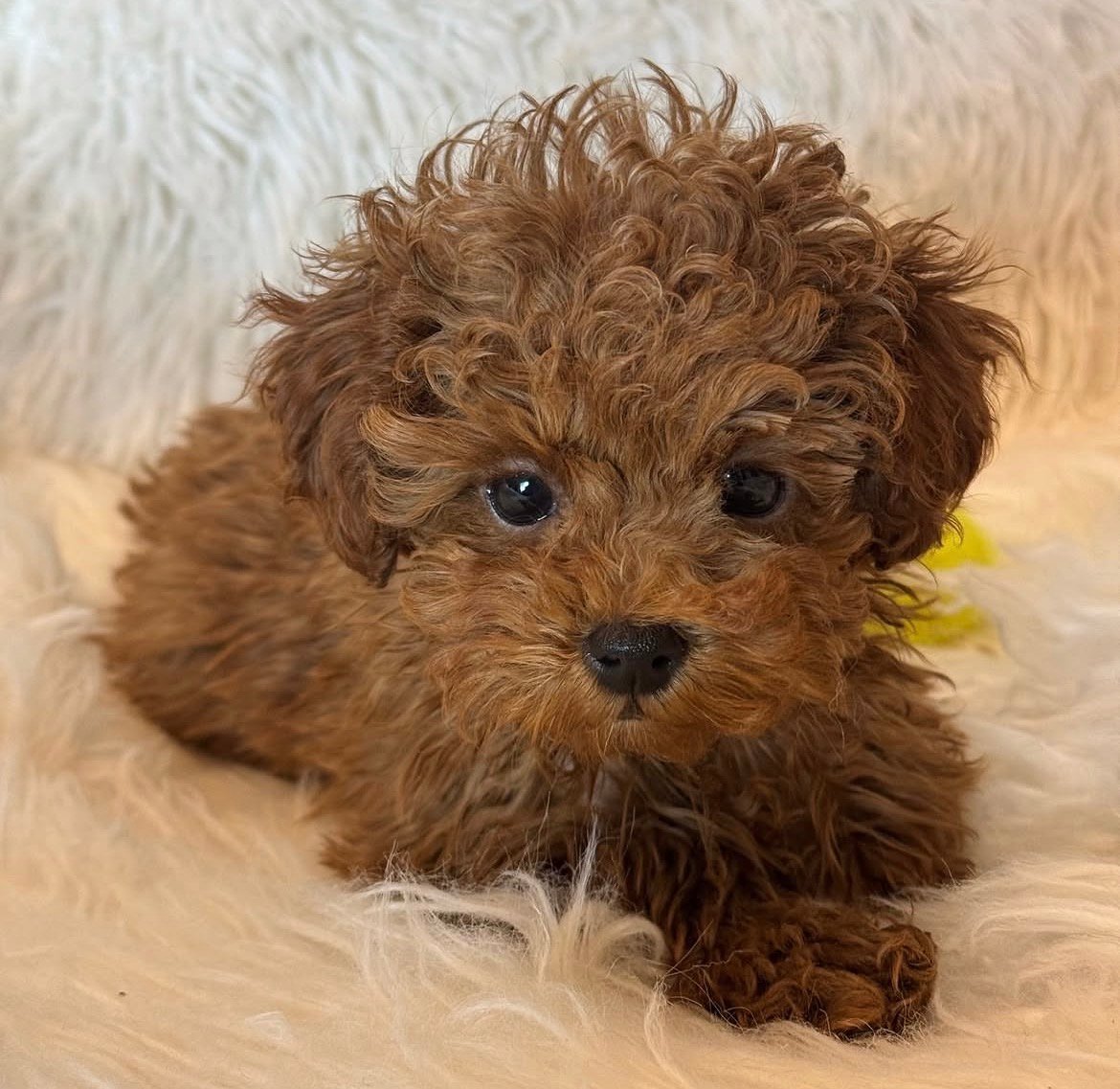Adorable Female Poodle Puppy Annie Ready for Adoption - Image 4