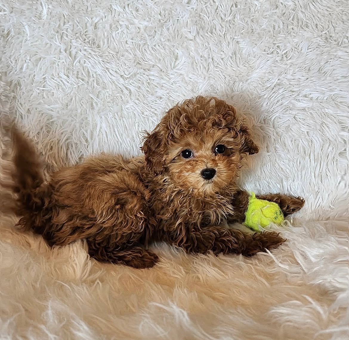 Adorable Female Poodle Puppy Annie Ready for Adoption - Image 5