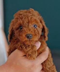 Adorable Female Poodle Puppy Fifi Ready for Adoption