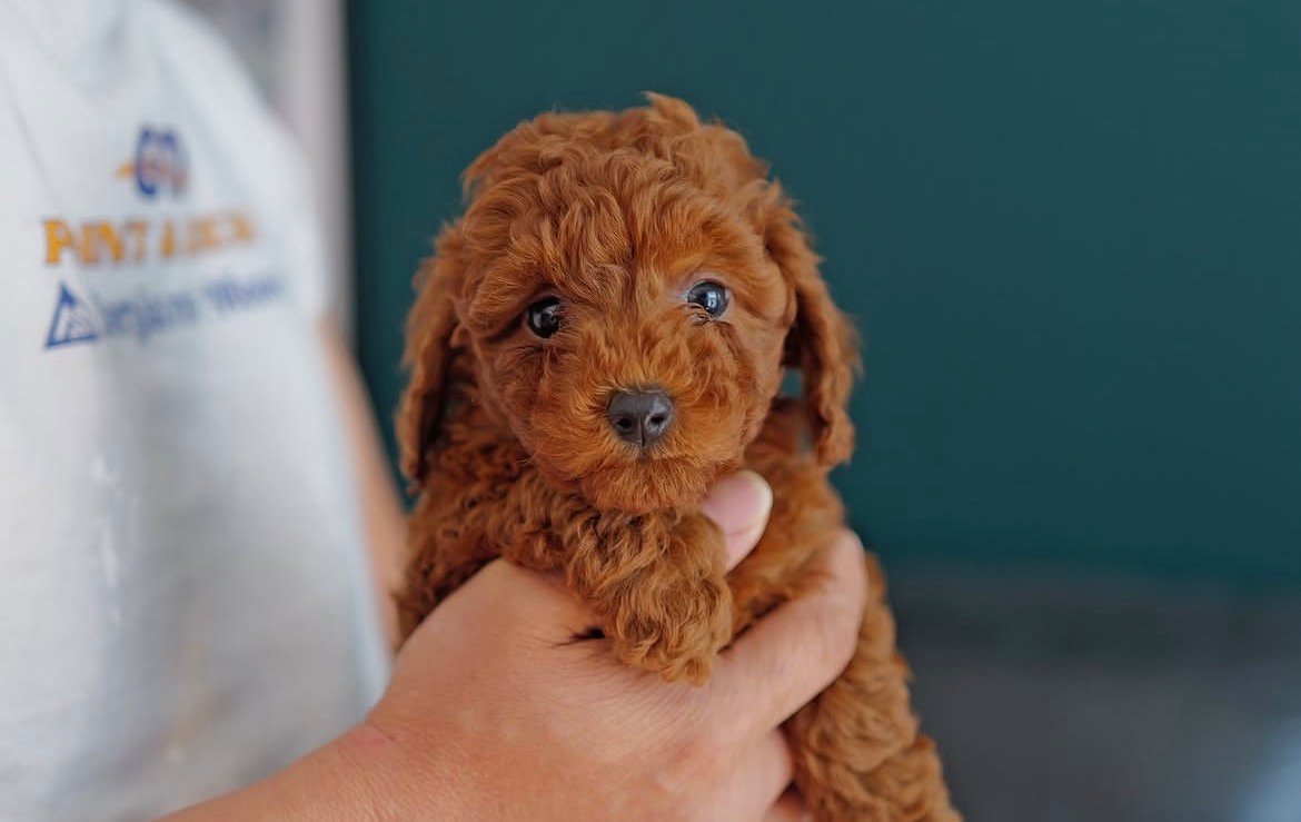 Adorable Female Poodle Puppy Fifi Ready for Adoption
