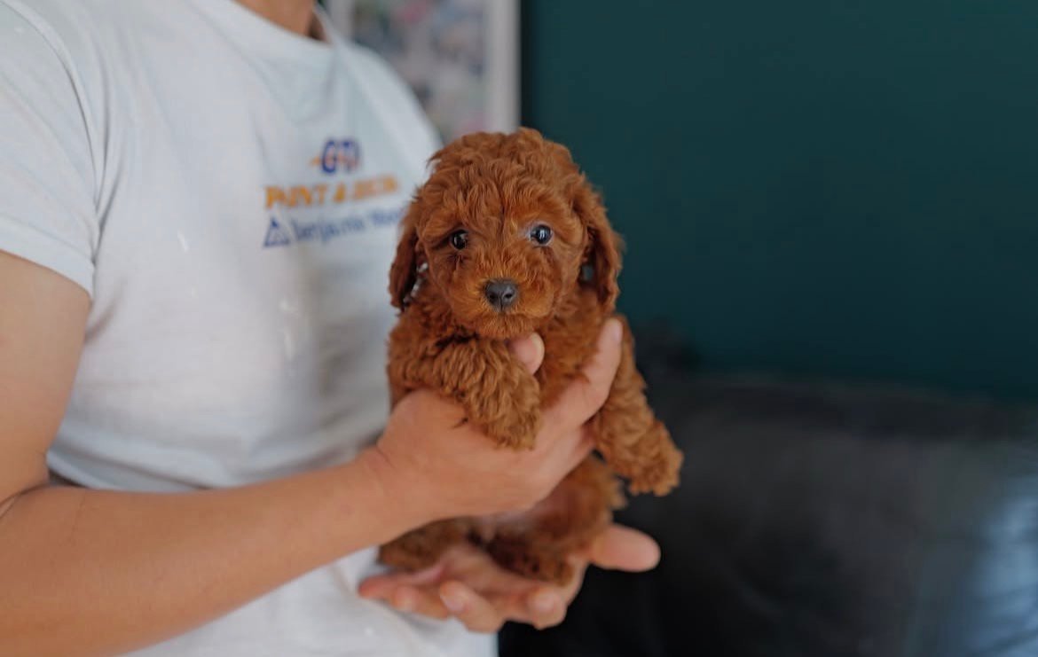Adorable Female Poodle Puppy Fifi Ready for Adoption - Image 3