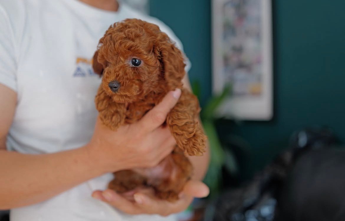 Adorable Female Poodle Puppy Fifi Ready for Adoption - Image 4