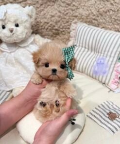 Adorable Female Maltipoo Puppy Luna Ready for Adoption