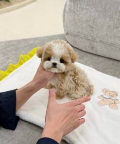 Adorable Male Maltipoo Puppy Ollie Ready for Adoption