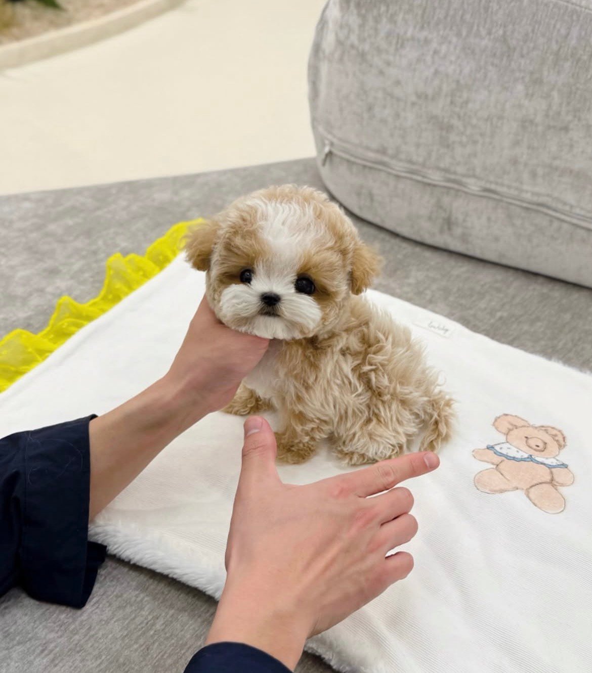 Adorable Male Maltipoo Puppy Ollie Ready for Adoption