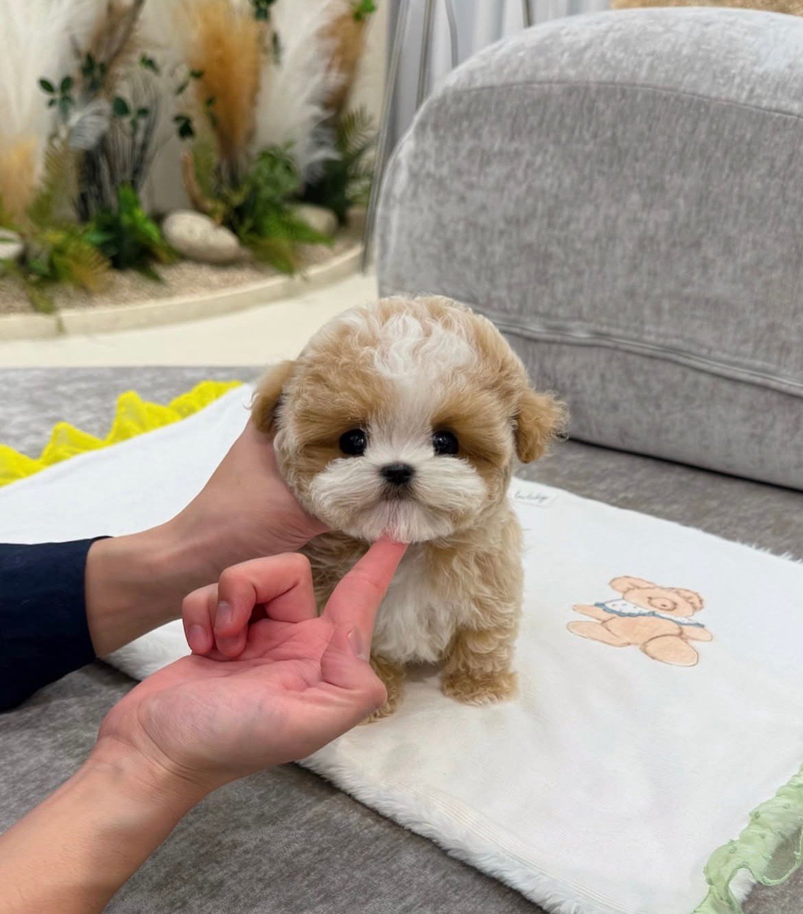 Adorable Male Maltipoo Puppy Ollie Ready for Adoption - Image 3