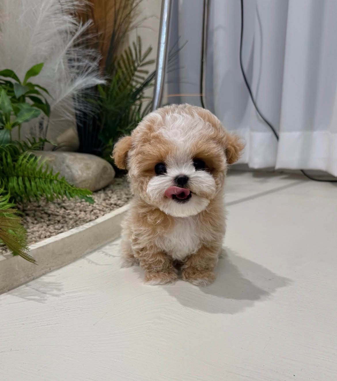 Adorable Male Maltipoo Puppy Ollie Ready for Adoption - Image 4