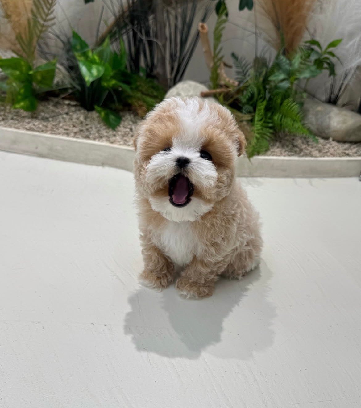 Adorable Male Maltipoo Puppy Ollie Ready for Adoption - Image 5