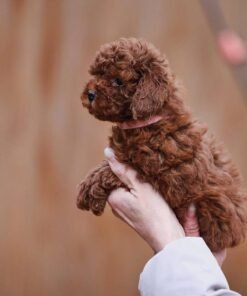 Alternative view of Adorable Male Poodle Puppy Lucky Ready for Adoption