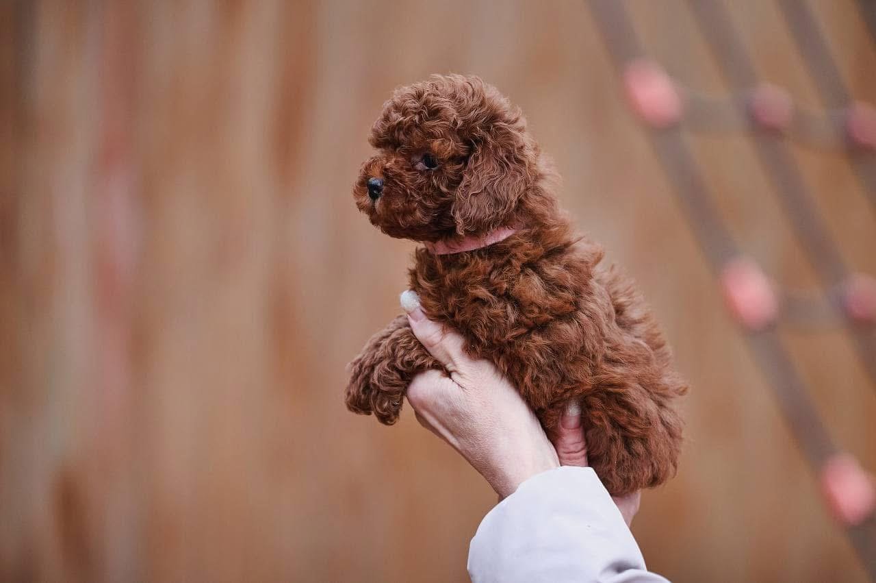 Adorable Male Poodle Puppy Lucky Ready for Adoption - Image 2