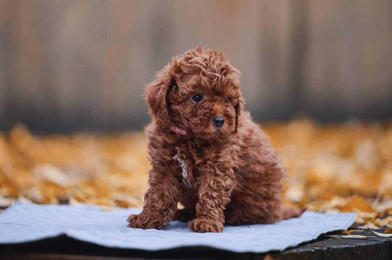 Adorable Male Poodle Puppy Lucky Ready for Adoption - Image 3
