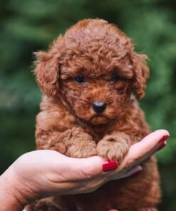 Adorable Male Poodle Puppy Lucky Ready for Adoption