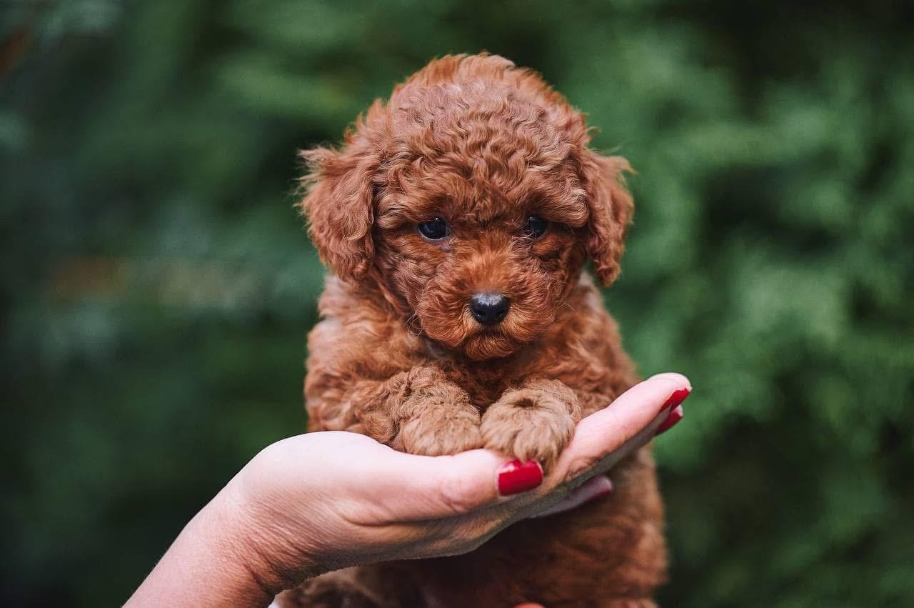 Adorable Male Poodle Puppy Lucky Ready for Adoption