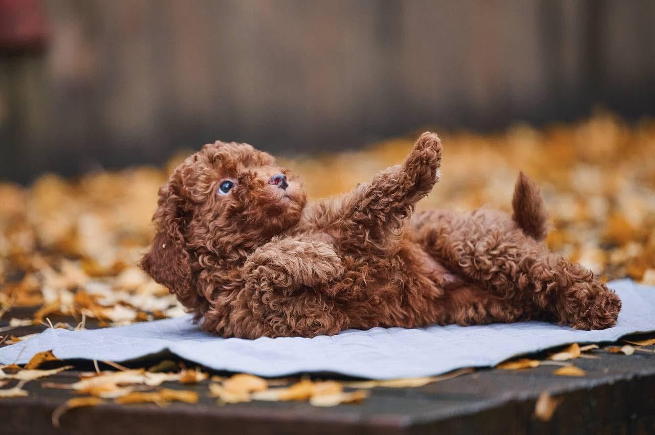Adorable Male Poodle Puppy Lucky Ready for Adoption - Image 5