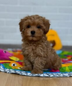 Alternative view of Adorable Male Poodle Puppy Rio Ready for Adoption