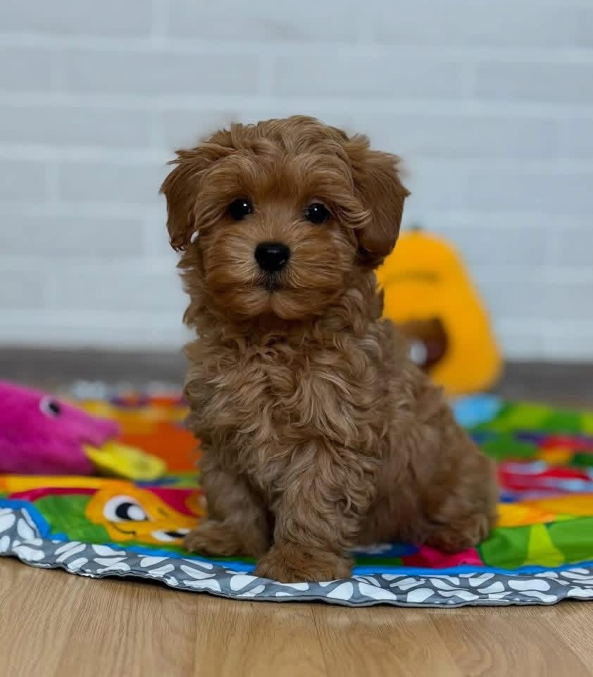 Adorable Male Poodle Puppy Rio Ready for Adoption - Image 2