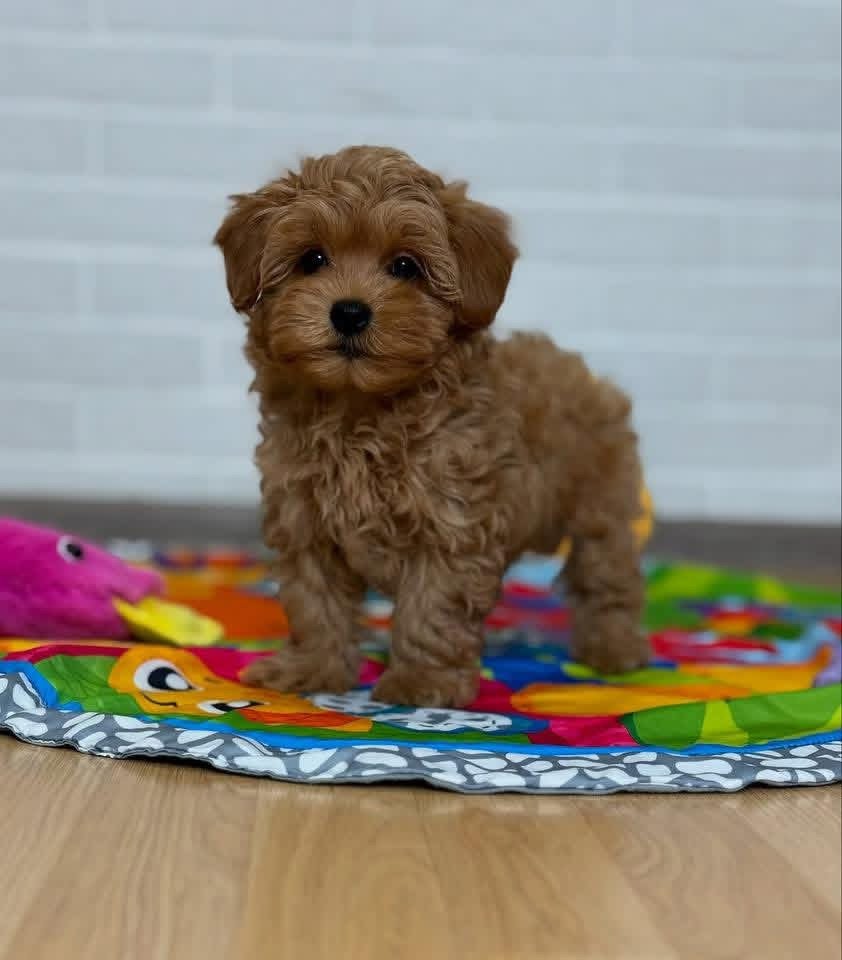 Adorable Male Poodle Puppy Rio Ready for Adoption - Image 3