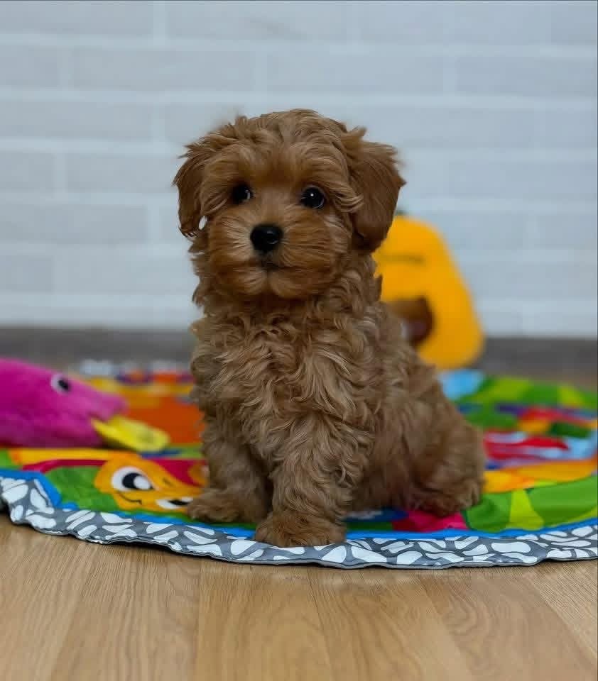 Adorable Male Poodle Puppy Rio Ready for Adoption - Image 4