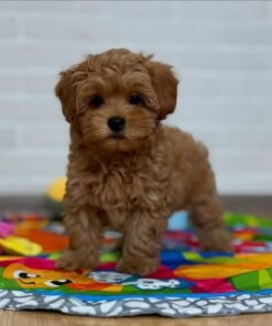 Adorable Male Poodle Puppy Rio Ready for Adoption