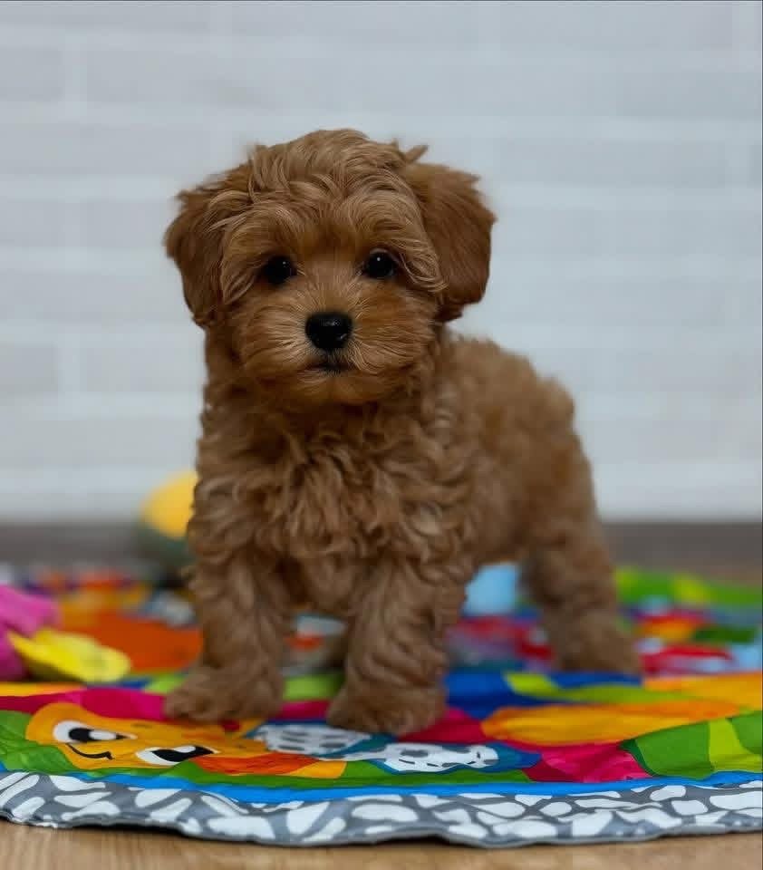 Adorable Male Poodle Puppy Rio Ready for Adoption