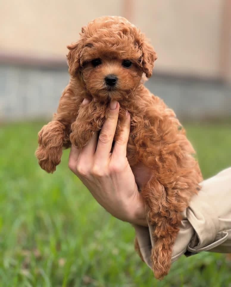 Adorable Female Poodle Puppy Angel Ready for Adoption - Image 2