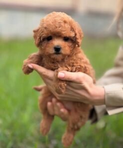 Adorable Female Poodle Puppy Angel Ready for Adoption