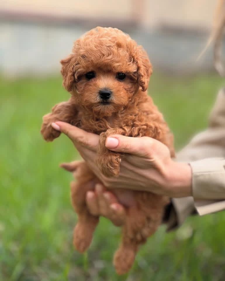 Adorable Female Poodle Puppy Angel Ready for Adoption