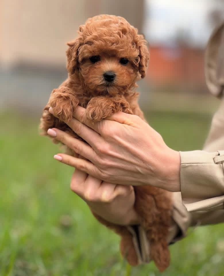 Adorable Female Poodle Puppy Angel Ready for Adoption - Image 4