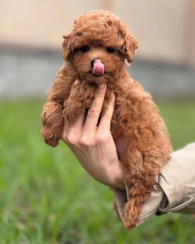 Adorable Female Poodle Puppy Angel Ready for Adoption - Image 5