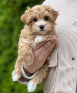 Adorable Female Maltipoo Puppy Stella Ready for Adoption