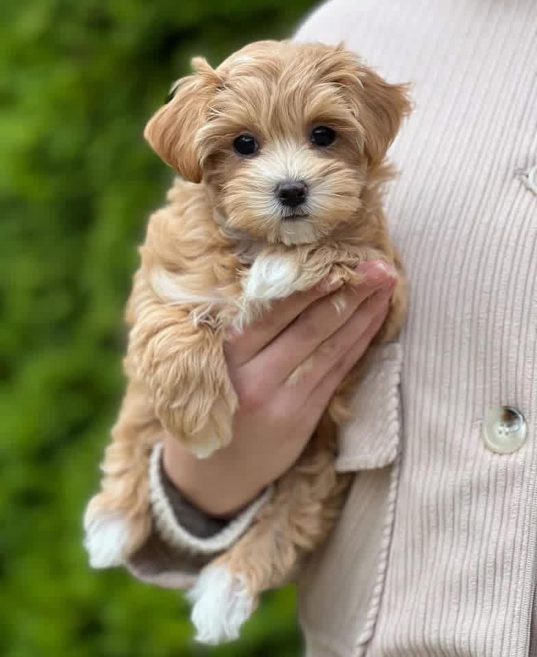 Adorable Female Maltipoo Puppy Stella Ready for Adoption