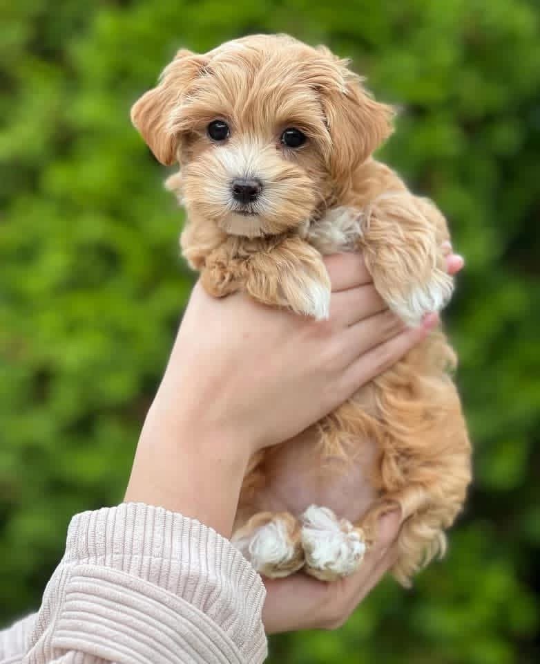 Adorable Female Maltipoo Puppy Stella Ready for Adoption - Image 3