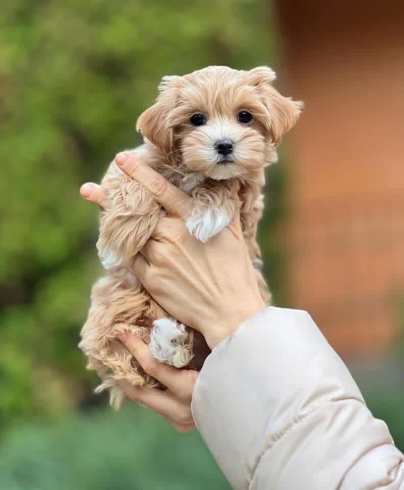 Adorable Female Maltipoo Puppy Stella Ready for Adoption - Image 4