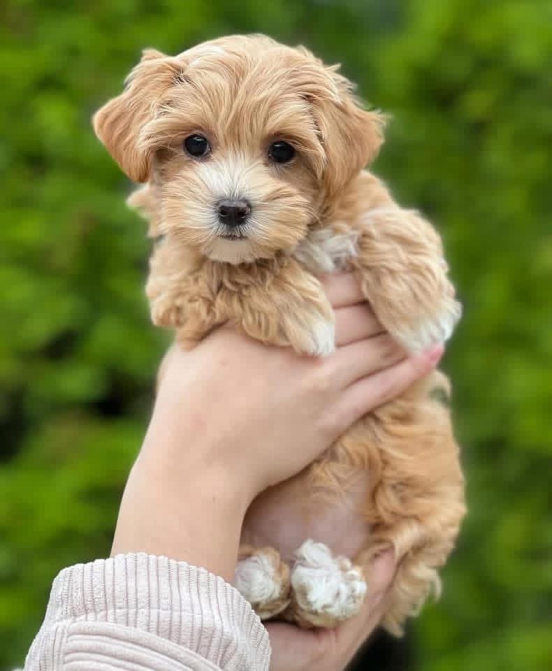 Adorable Female Maltipoo Puppy Stella Ready for Adoption - Image 5