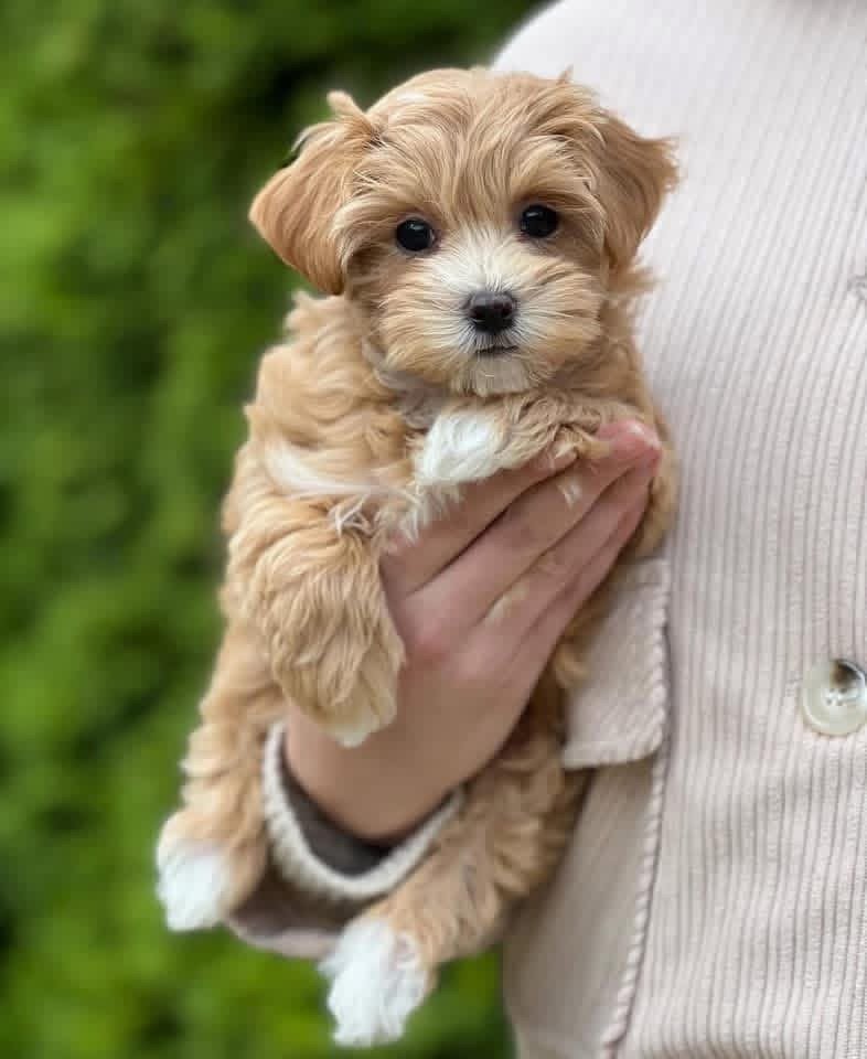 Adorable Female Maltipoo Puppy Stella Ready for Adoption - Image 6