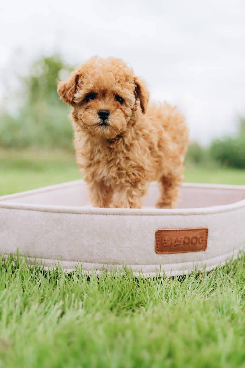 Male Poodle Puppy for Adoption – Adorable Prince with Curly Coat - Image 5