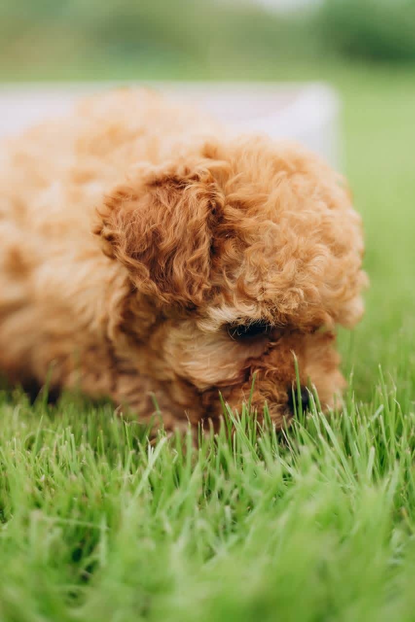 Male Poodle Puppy for Adoption – Adorable Prince with Curly Coat - Image 4