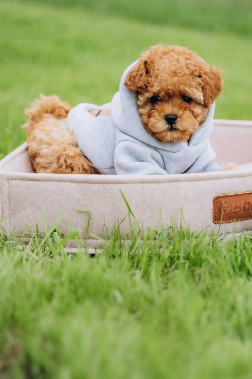 Male Poodle Puppy for Adoption – Adorable Prince with Curly Coat - Image 3