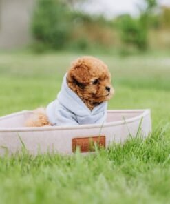 Alternative view of Male Poodle Puppy for Adoption – Adorable Prince with Curly Coat