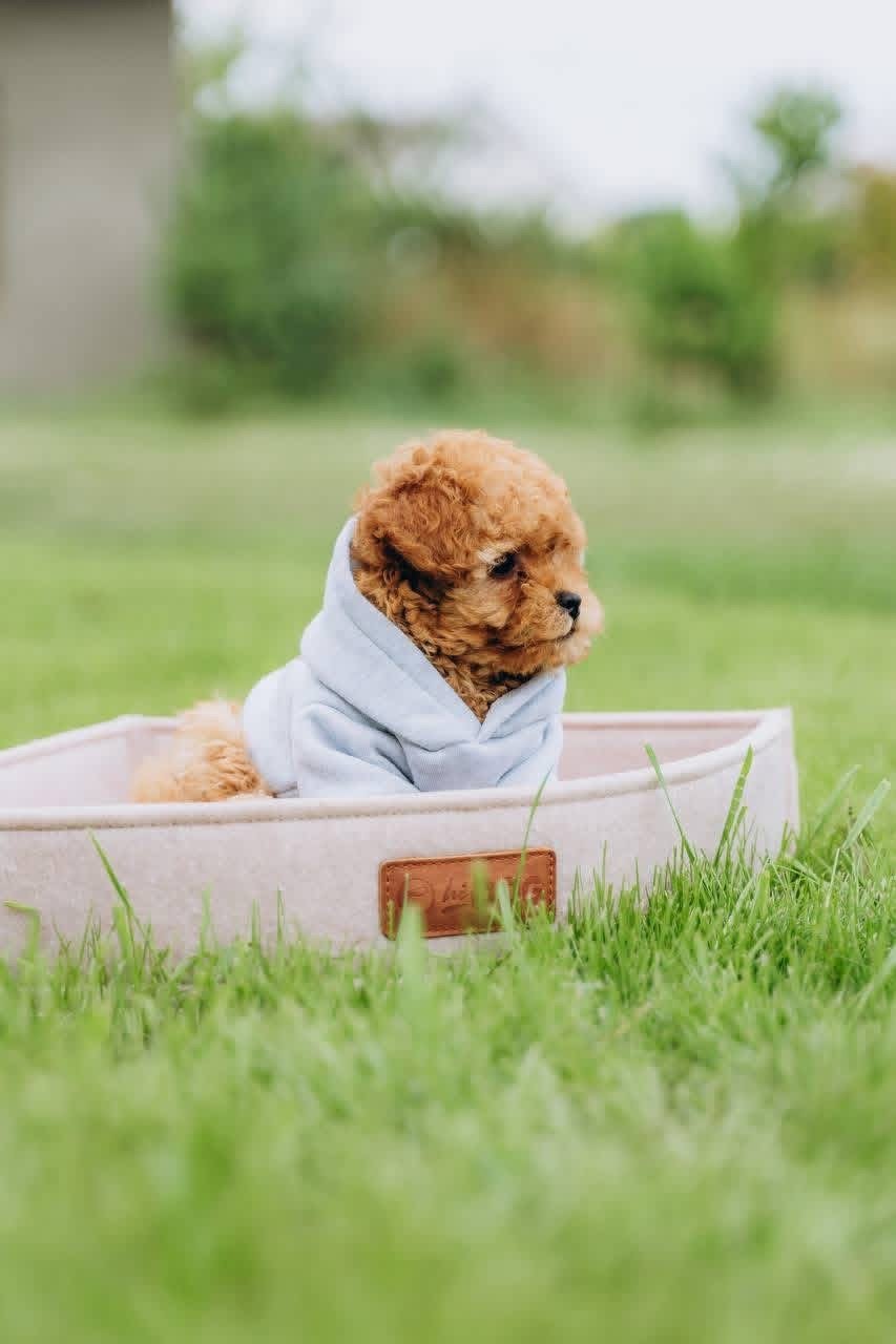 Male Poodle Puppy for Adoption – Adorable Prince with Curly Coat - Image 2