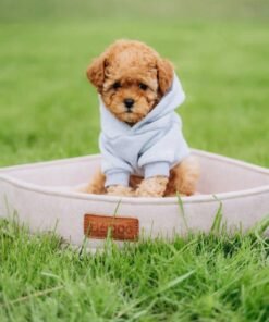 Male Poodle Puppy for Adoption – Adorable Prince with Curly Coat