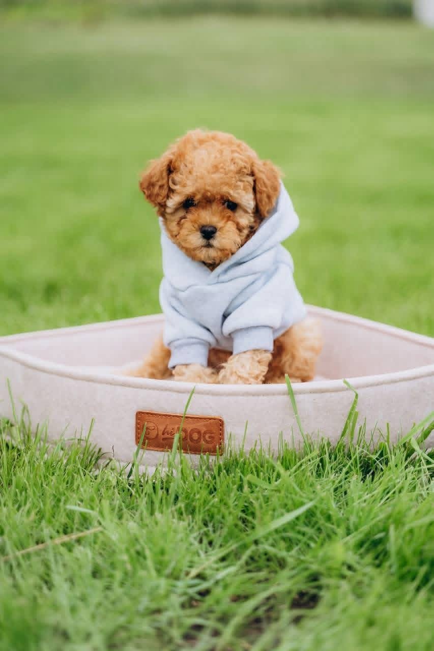 Male Poodle Puppy for Adoption – Adorable Prince with Curly Coat
